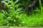 Preview: Willis Wasserkelch - Cryptocoryne x willisii, im Aquarium.